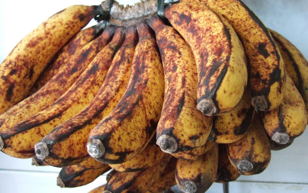 cesare-della-santina-brown-bananas