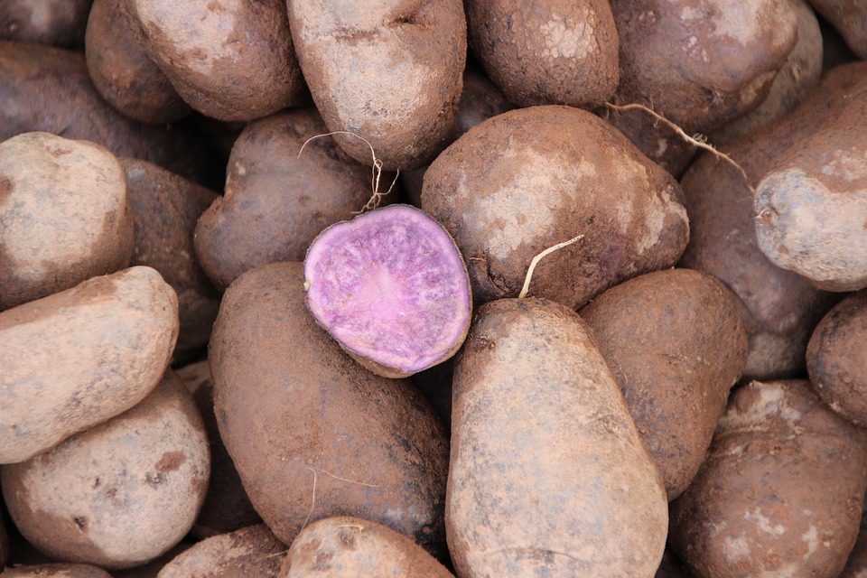 Produit vedette : la pomme de terre violette